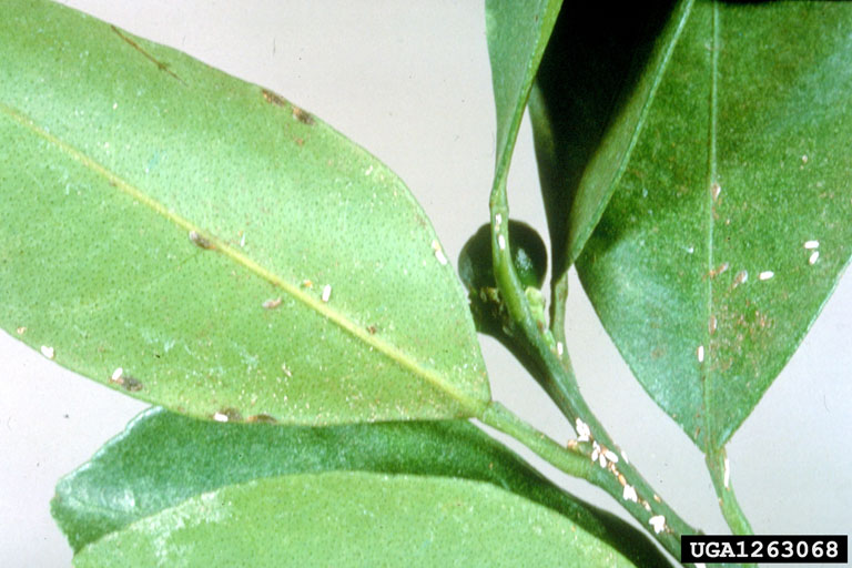 Citrus snow scale (Unaspis citri). Central Science Laboratory, Harpenden , British Crown, Bugwood.org