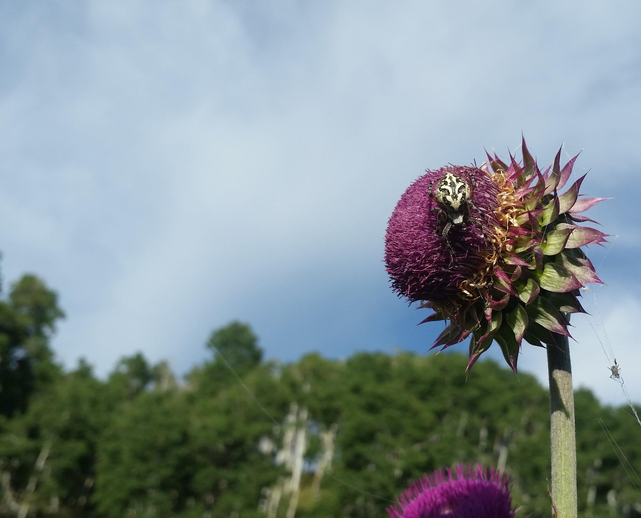 Picture of Musk Thistle with Spider- Tom Getts