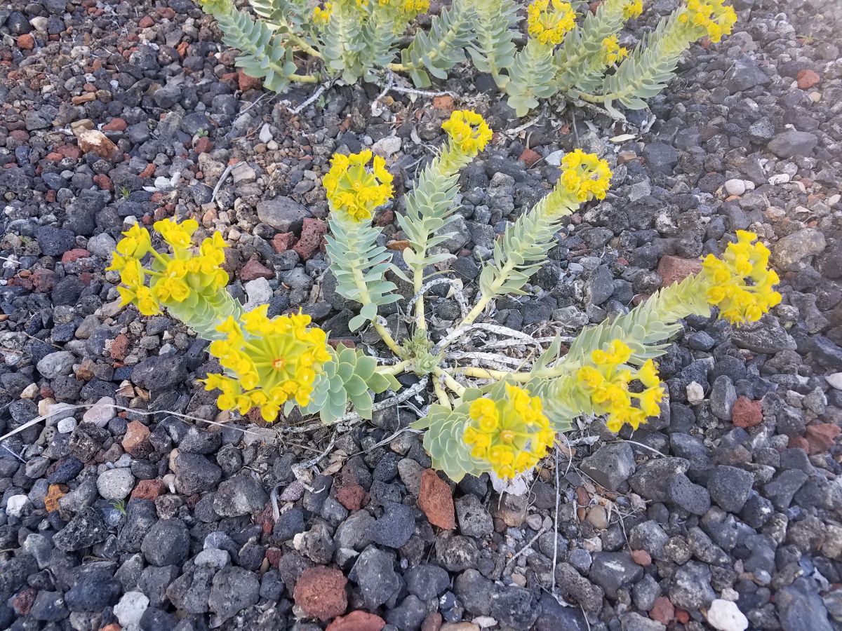 Picture of Myrtle Spurge- Tom Getts Lassen County