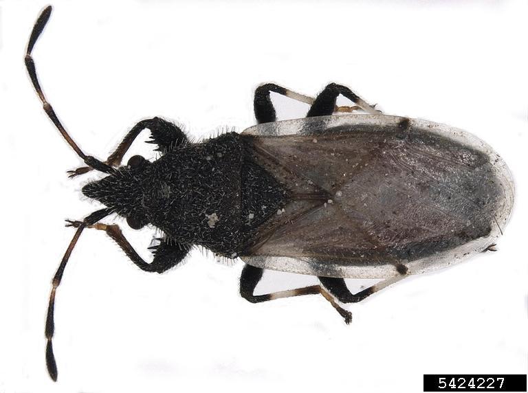 Cotton seed bug. Laura Loru, ISE-CNR, Bugwood.org