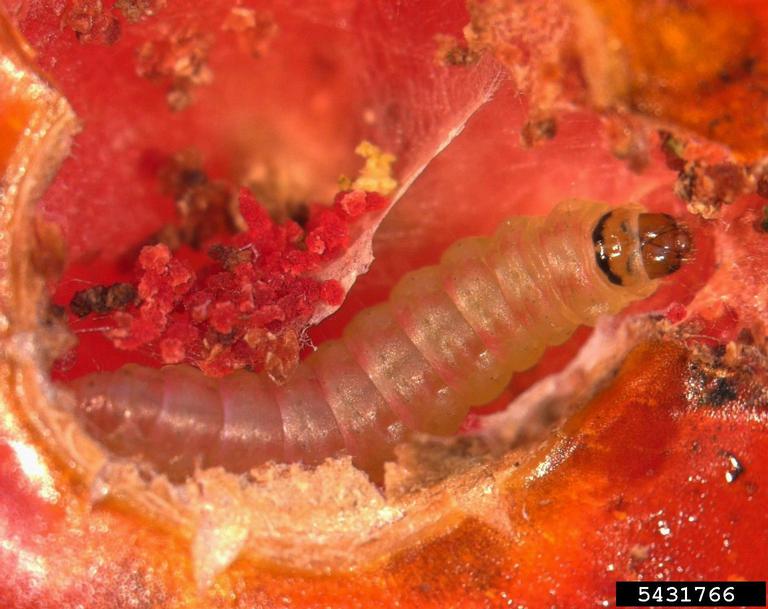 Tomato leafminer (Phthorimaea absoluta). Marja van der Straten, NVWA Plant Protection Service, Bugwood.org.