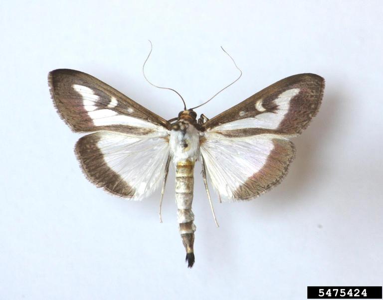 Box tree moth. Photo by: Szabolcs Sáfián, University of West Hungary, Bugwood.org