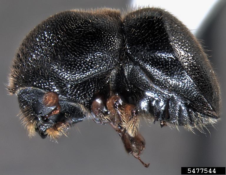 Camphor shot borer (Cnestus mutilatus). Javier E. Mercado, Bark Beetle Genera of the U.S., USDA APHIS PPQ, Bugwood.org