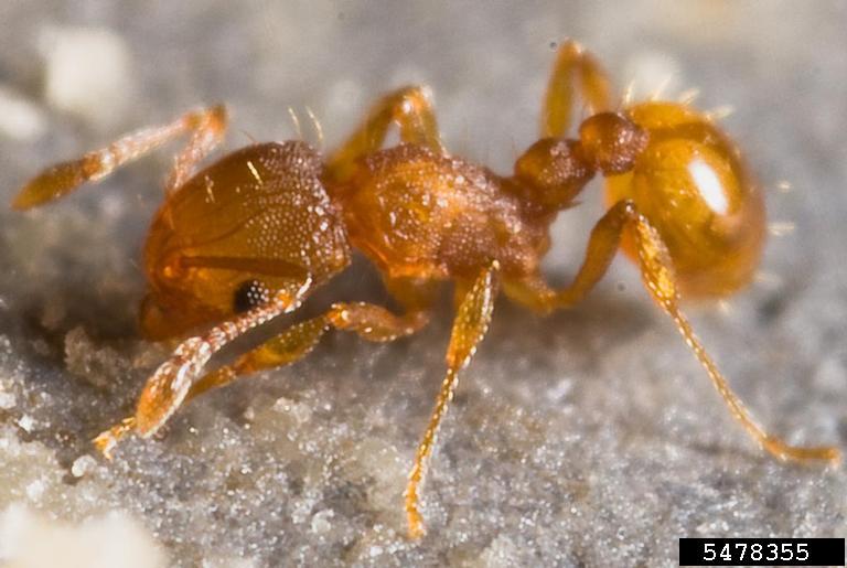 Little Fire Ant. Photo by: Eli Sarnat, PIAkey: Invasive Ants of the Pacific Islands, USDA APHIS ITP, Bugwood.org