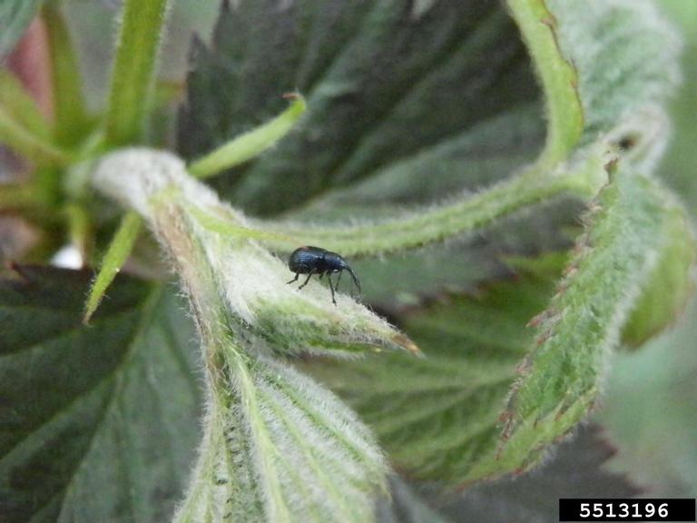Strawberry blossum weevil (Anthonomus rubi). Mariusz Sobieski, Bugwood.org