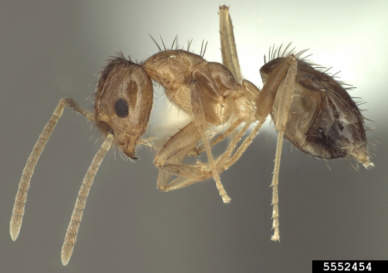 Tawny crazy ant (Nylanderia fulva). Danny McDonald, Sam Houston State University, Bugwood.org