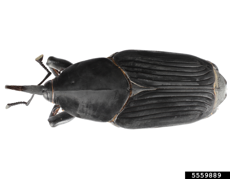 South American palm weevil. Hanna Royals, Screening Aids, USDA APHIS PPQ, Bugwood.org