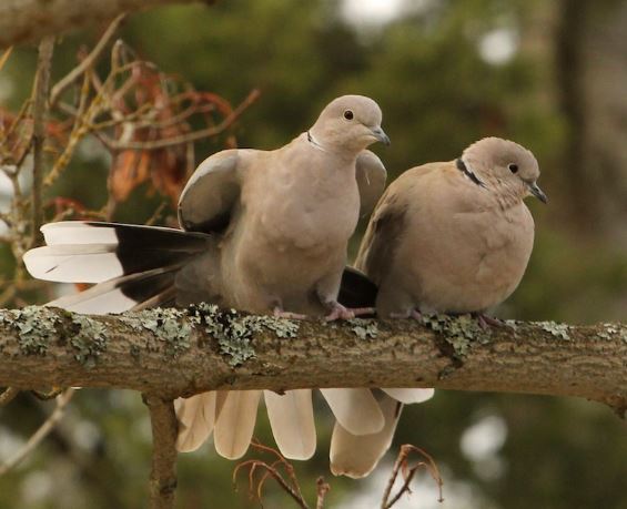 Adult Eurasian collared doves. Photo by Laura Roady. 