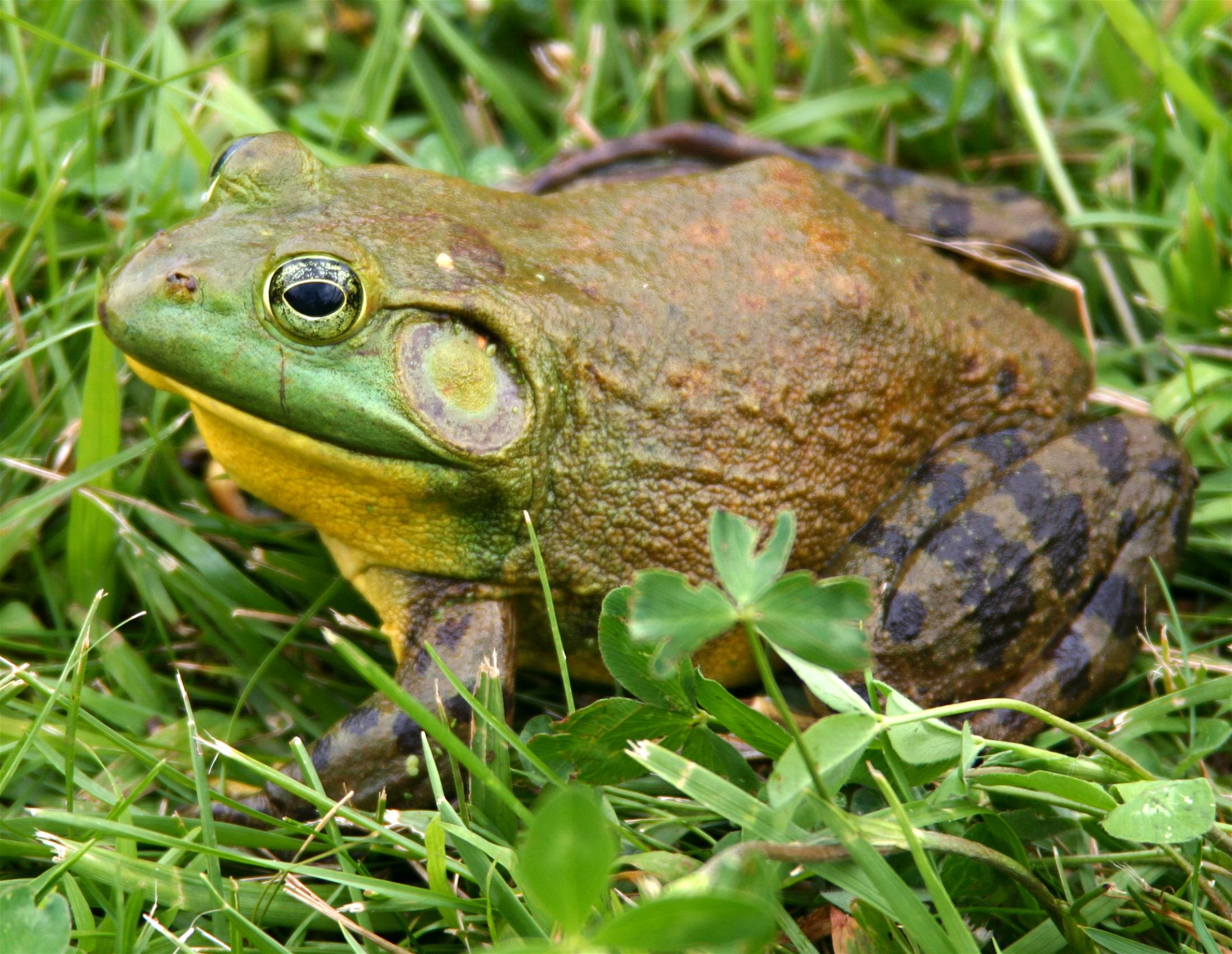 Adult North American Bullfrog. Photo taken by Carl Howe. 