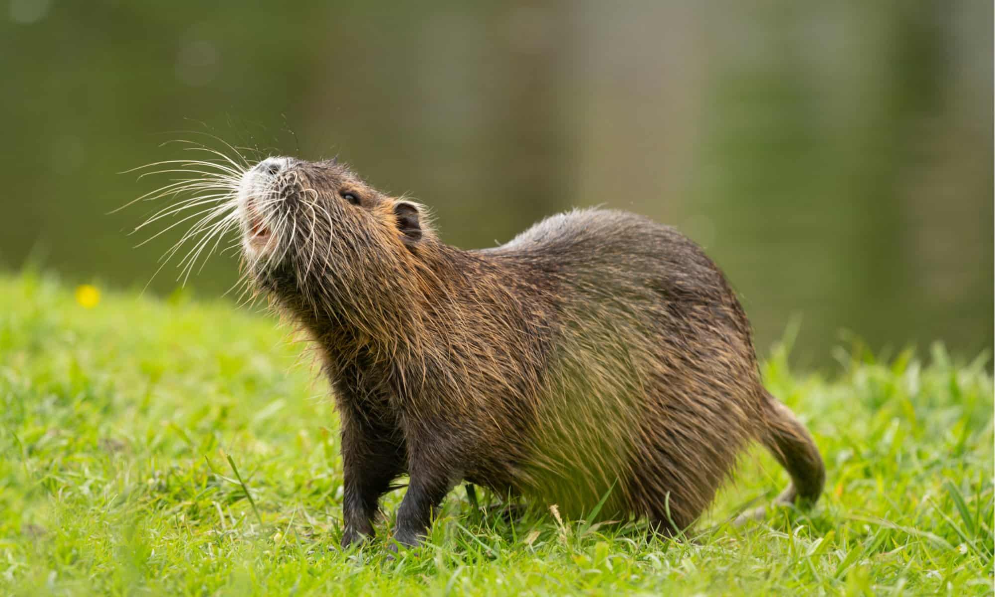 Adult Nutria. Photo taken by Barbora Polivkova.