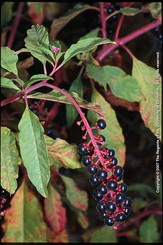 Common pokeweed (Phytolacca americana) plant with purple-black, glossy berries.
