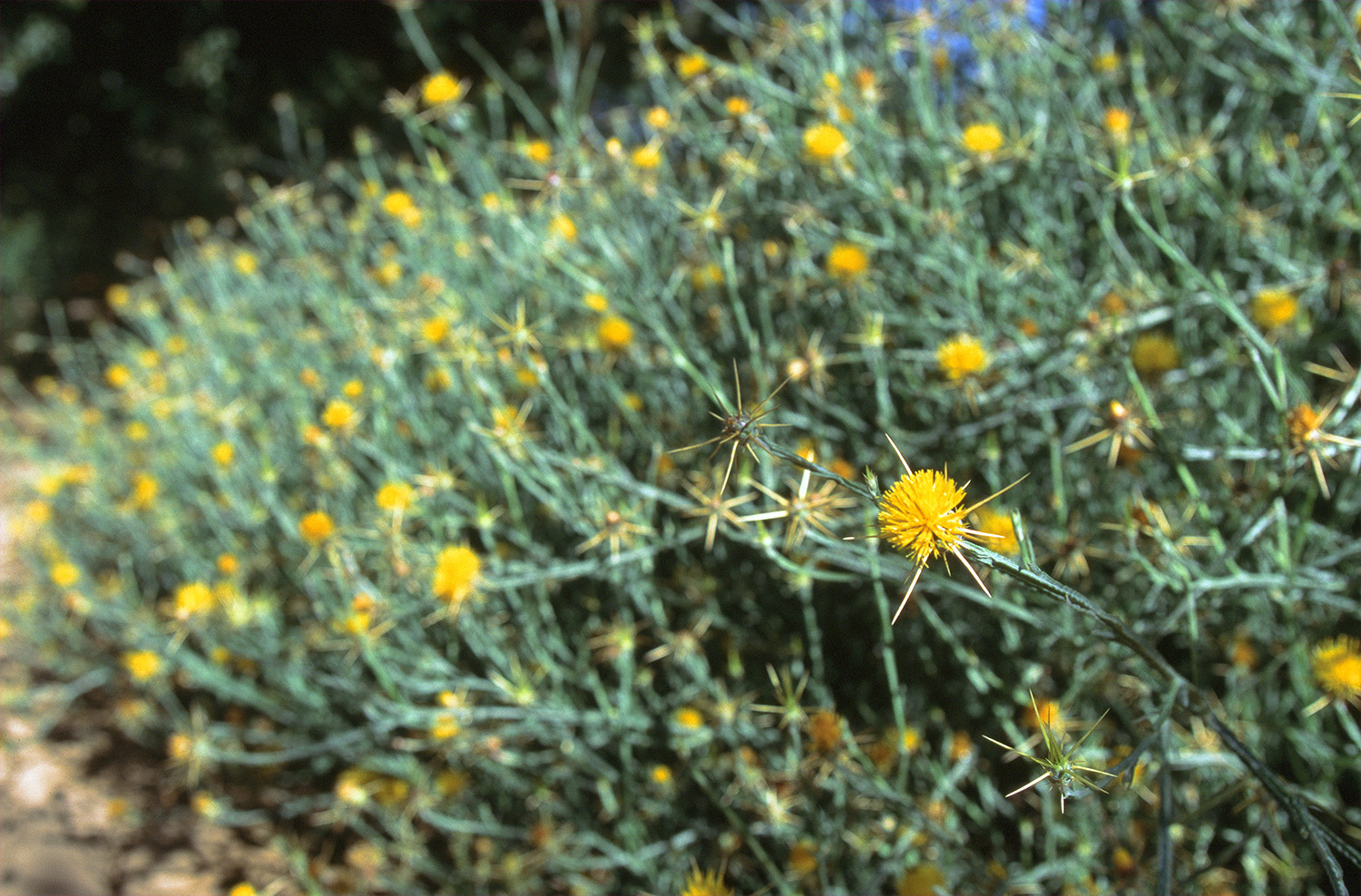 Yellow Starthistle, photo by Jack Kelly Clark, UC Statewide IPM Program