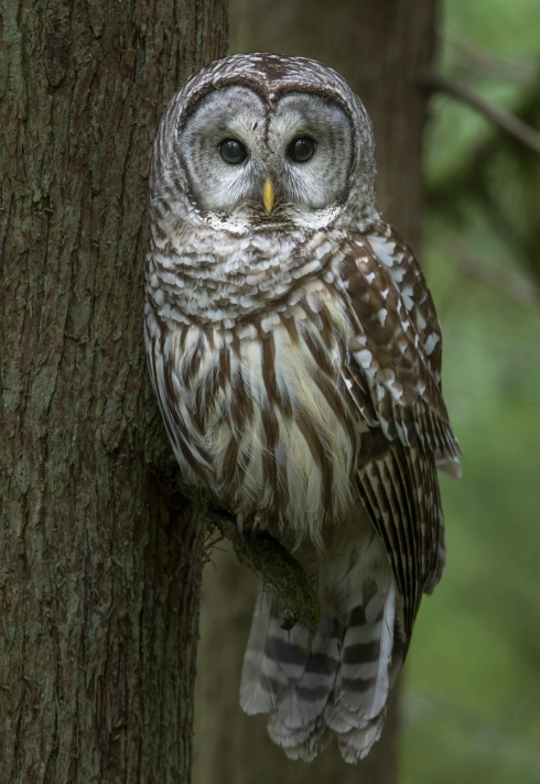 Mature Barred owl. Photo taken by Ken Shultz.