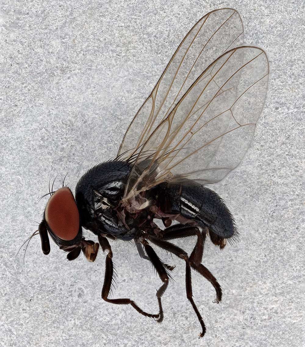 Black fig fly (Silba adipata). Martin Hauser, CDFA.  