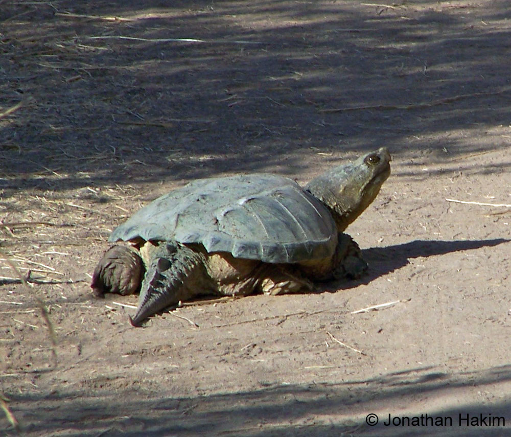 Adult Snapping Turtle in Orange County. Photo by Johnathan Hakim. 