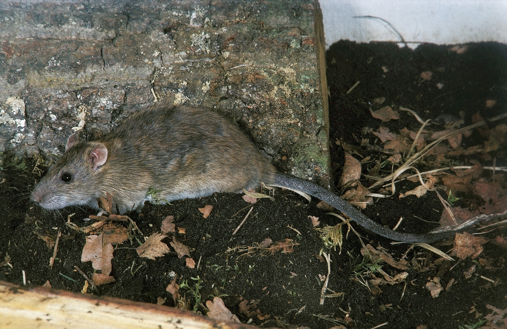 Adult Norway rat. Photo by Gerard Lacz. 