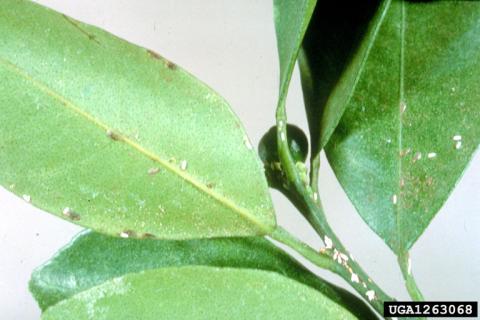 Citrus snow scale (Unaspis citri). Central Science Laboratory, Harpenden , British Crown, Bugwood.org