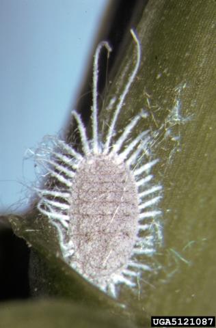 Banana mealybug (Pseudococcus elisae). United States National Collection of Scale Insects Photographs , USDA Agricultural Research Service, Bugwood.org