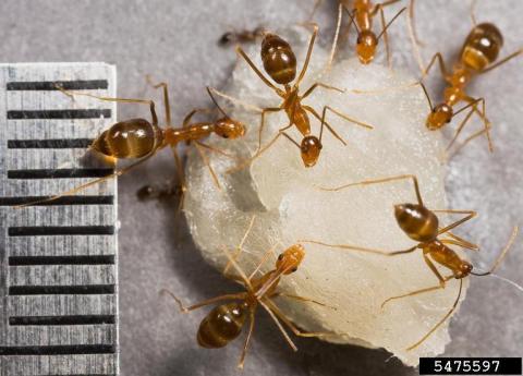 Longlegged ant (Anoplolepis gracilipes). Eli Sarnat, PIAkey: Invasive Ants of the Pacific Islands, USDA APHIS PPQ, Bugwood.org.