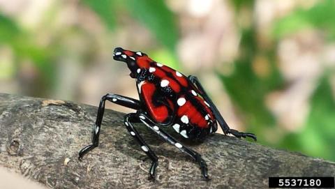 Spotted lanternfly (Lycorma delicatula). Lawrence Barringer, Pennsylvania Department of Agriculture, Bugwood.org