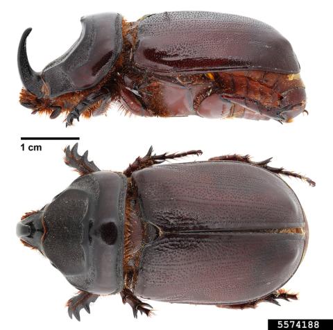 Coconut rhinoceros beetle. Hanna Royals, Screening Aids, USDA APHIS PPQ, Bugwood.org