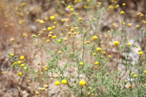 Cluster of stinknet, Oncosiphon pilulifer, plants in flower growing together