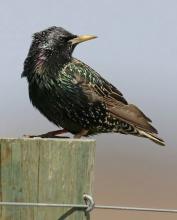 Adult European starling. Photo by Marty Jones. 