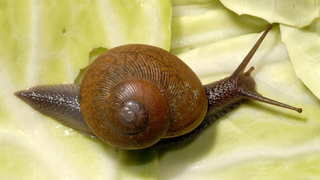 Cuban brown snail (Zachrysia provisoria). Lyle J. Buss, University of Florida.