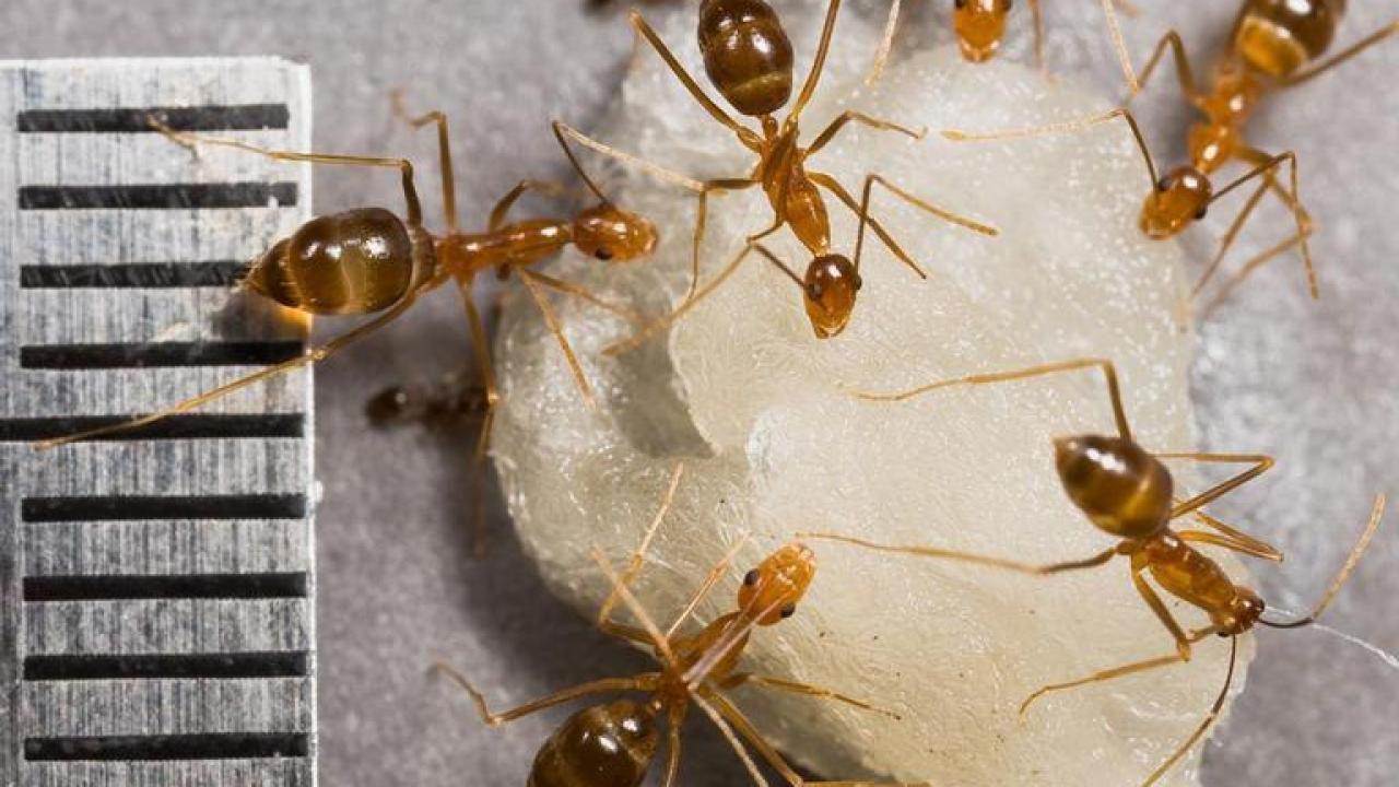 Longlegged ant (Anoplolepis gracilipes). Eli Sarnat, PIAkey: Invasive Ants of the Pacific Islands, USDA APHIS PPQ, Bugwood.org.