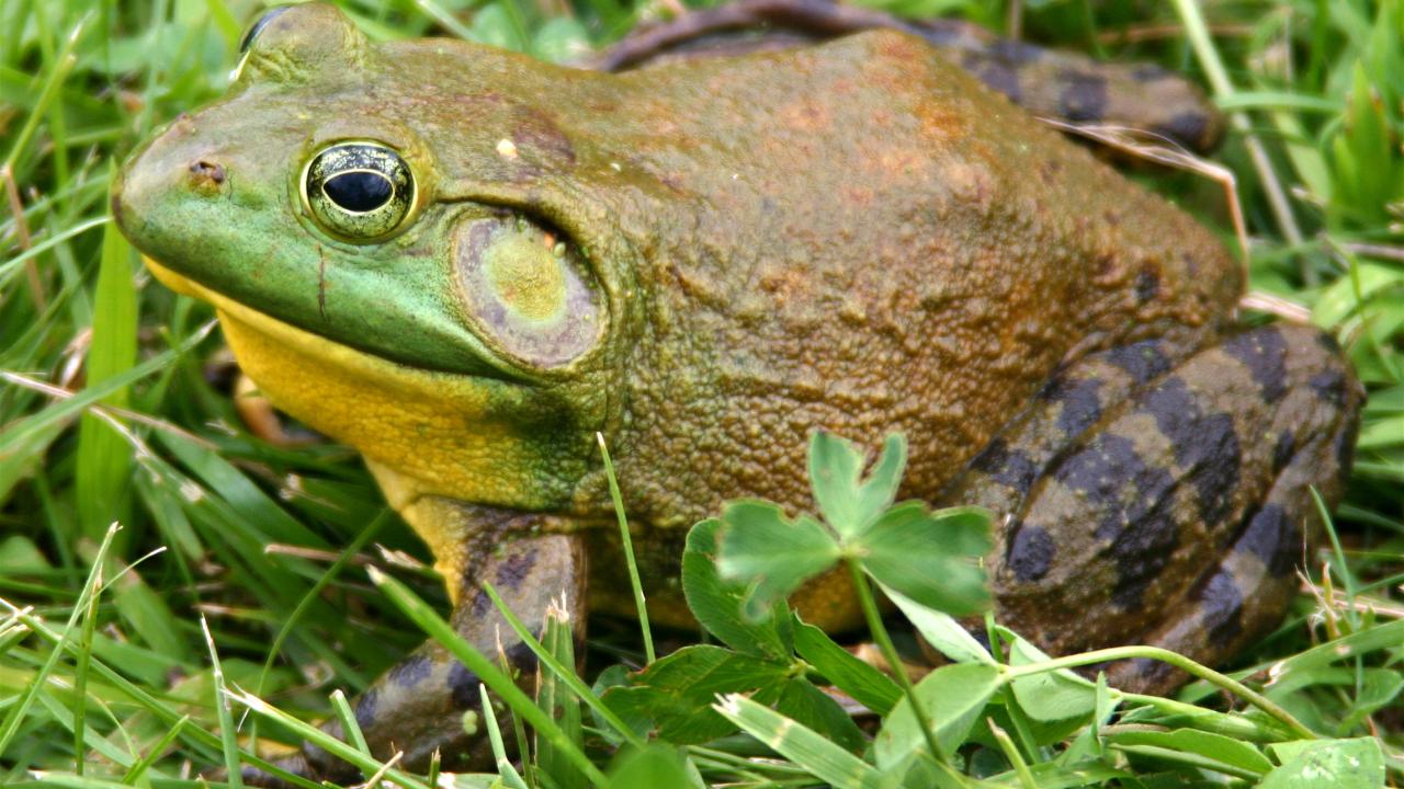 Adult North American Bullfrog. Photo taken by Carl Howe. 