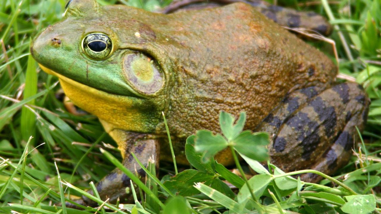 Adult North American Bullfrog. Photo taken by Carl Howe. 