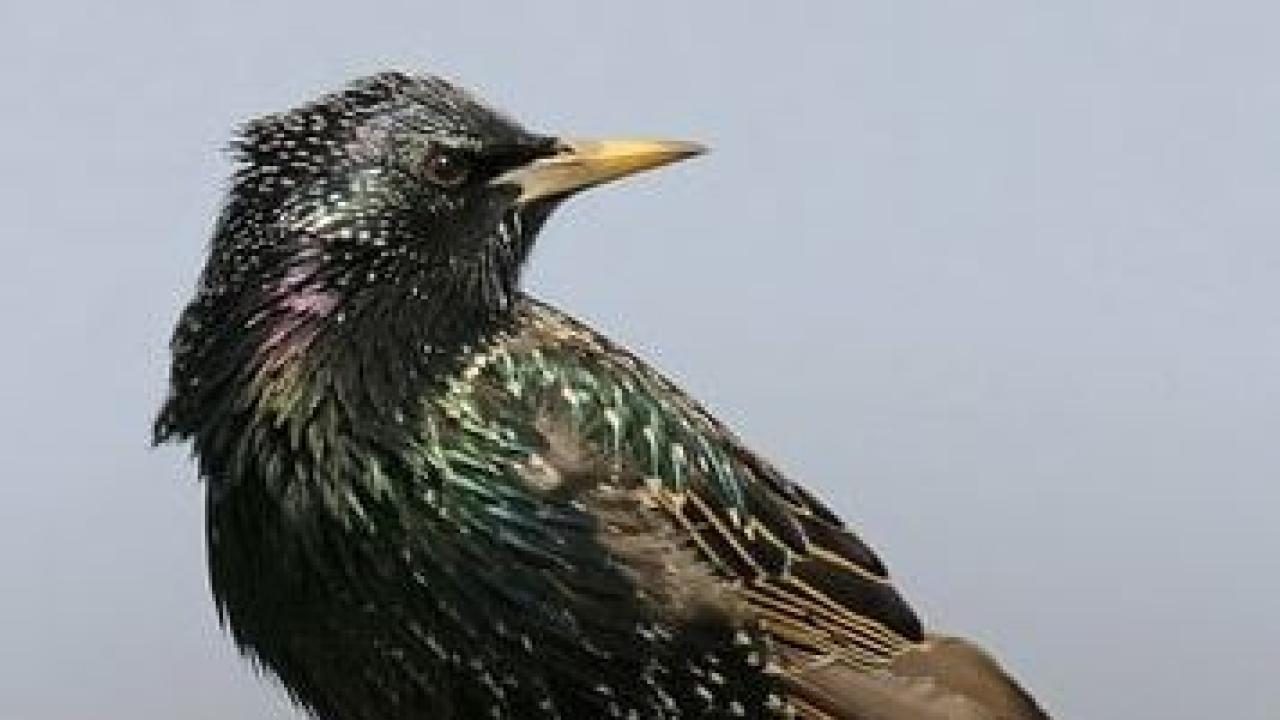 Adult European starling. Photo by Marty Jones.