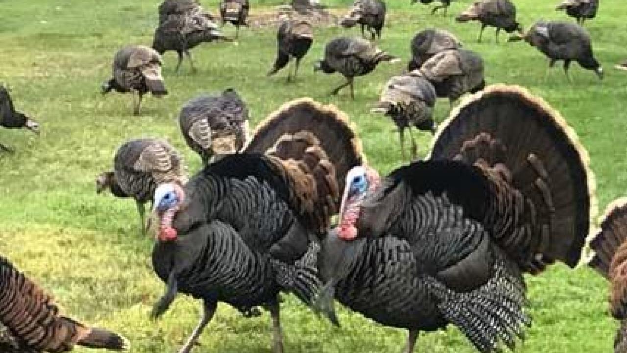 Adult Wild turkeys. Photo by Karey Windbiel-Rojas.