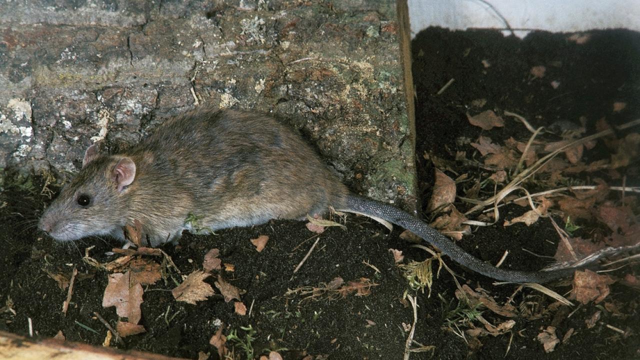 Adult Norway rat. Photo by Gerard Lacz.