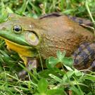 Adult North American Bullfrog. Photo taken by Carl Howe. 